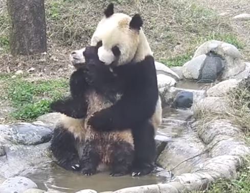 ShmitInTheMitt's tweet photo. Very similar to how one might feel trying to do work on a #Monday... https://t.co/542eBXGXIk #pandabath https://t.co/JtRpSHlQXu