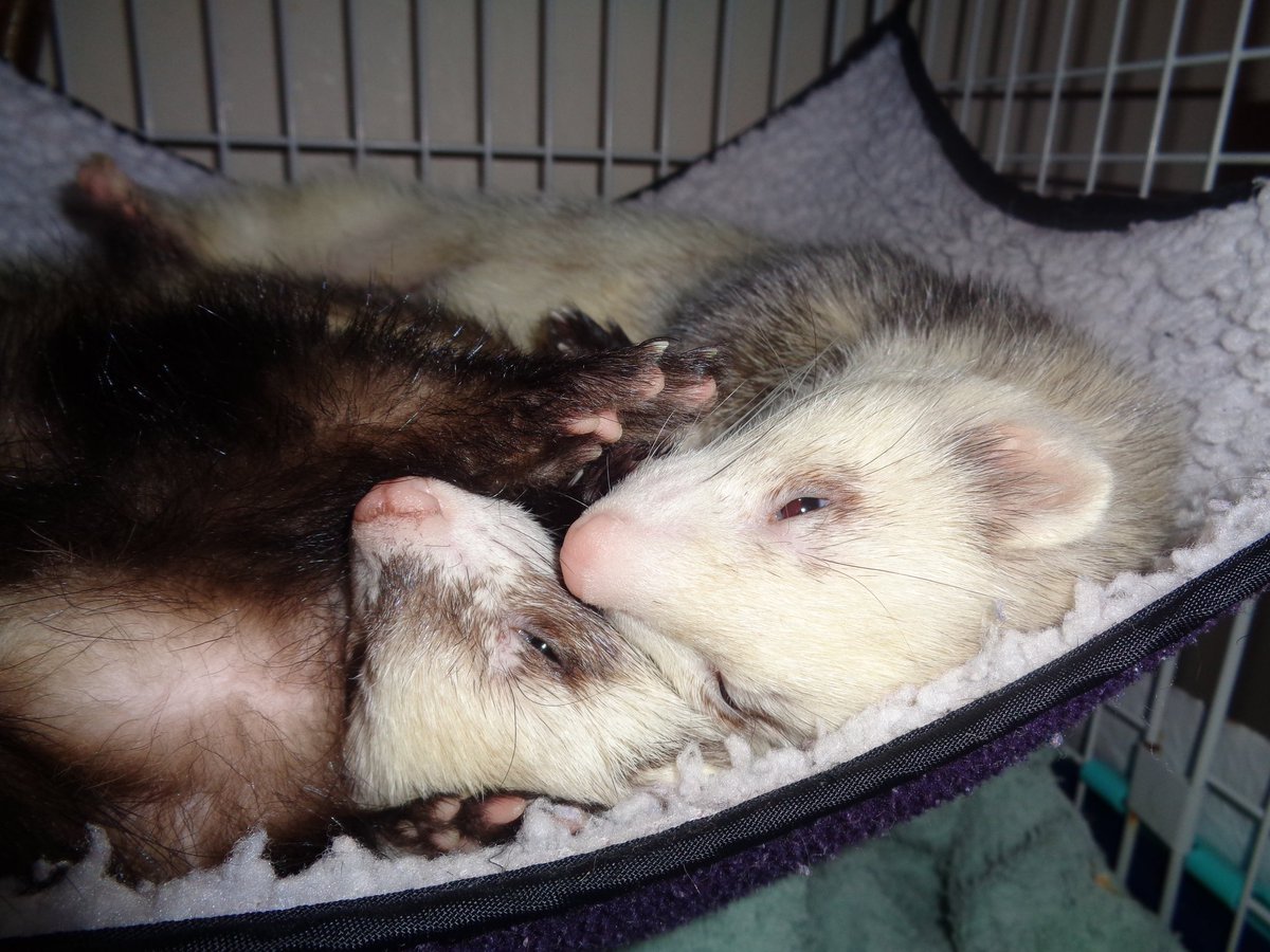 whitetimer7's tweet photo. Poppy & Pilgrim cuddling #cuteinthemorning #ferrets https://t.co/23dsQzG6Pe