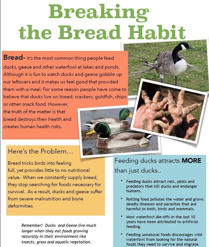 MEParkRanger's tweet photo. Summer is on the way! Remember, #breadisbad !!
#savetheducks #portlandme #maine #parkranger https://t.co/5BHW8HFhrV