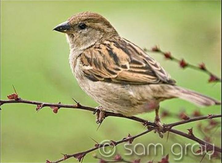 Image result for lark chidiya