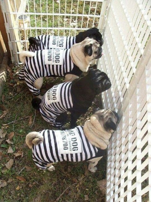 check my #fun #pugs out please #follow #retweet #share my #youtube #video  #dogs #lol 23  youtu.be/9-1KP20-LIA