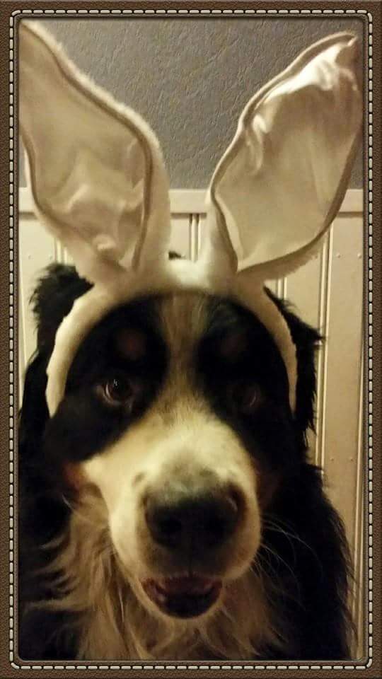 Marsu_Y's tweet photo. Pääsiäistä https://t.co/JMc0VhcBZT