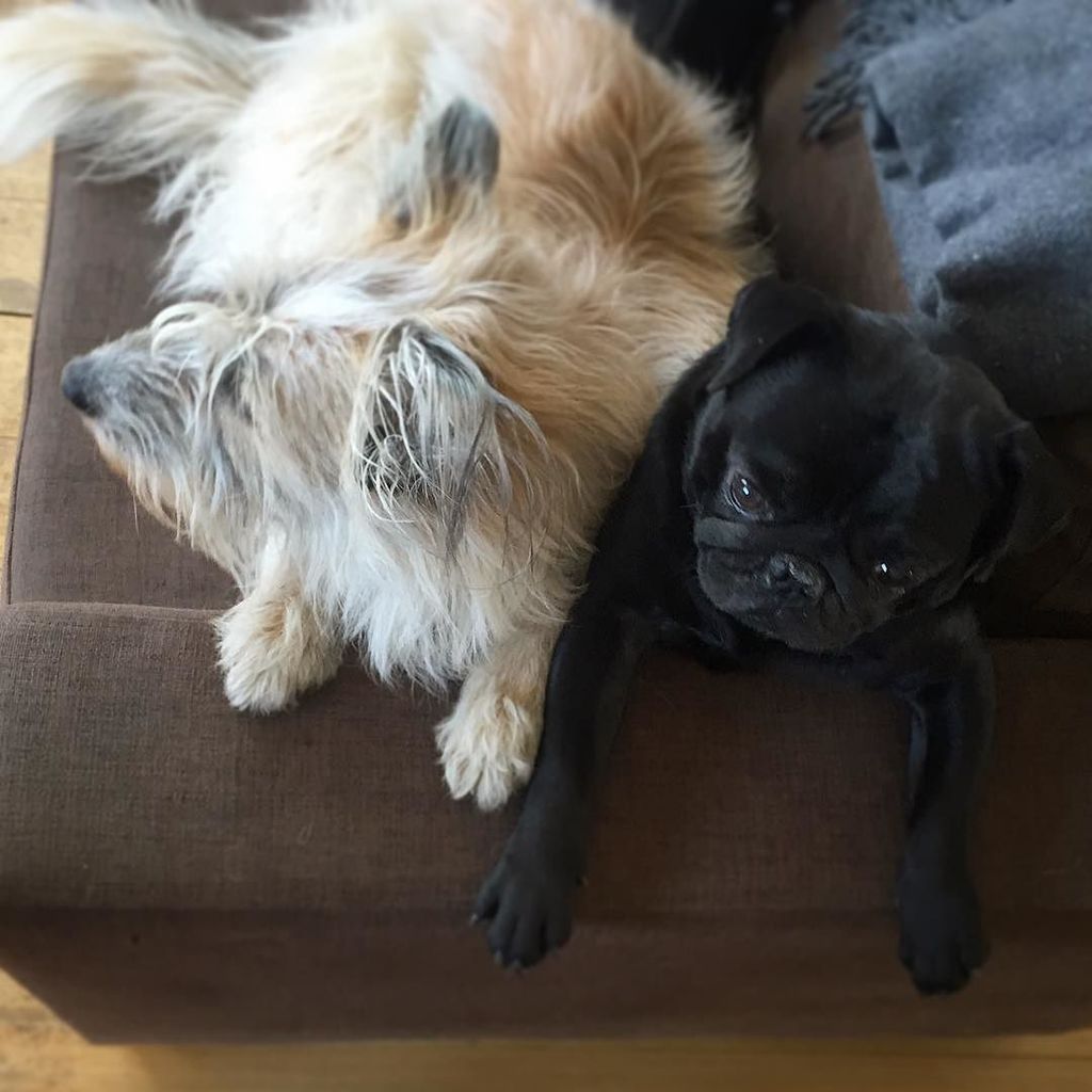 Puglee_Pug's tweet image. Easter shill 🐽🐶🎉 #easterchill #easter #dogchill #dogs #dogstagram #pug #pugs #pugstagram #blackpug by theinvisiblep…
