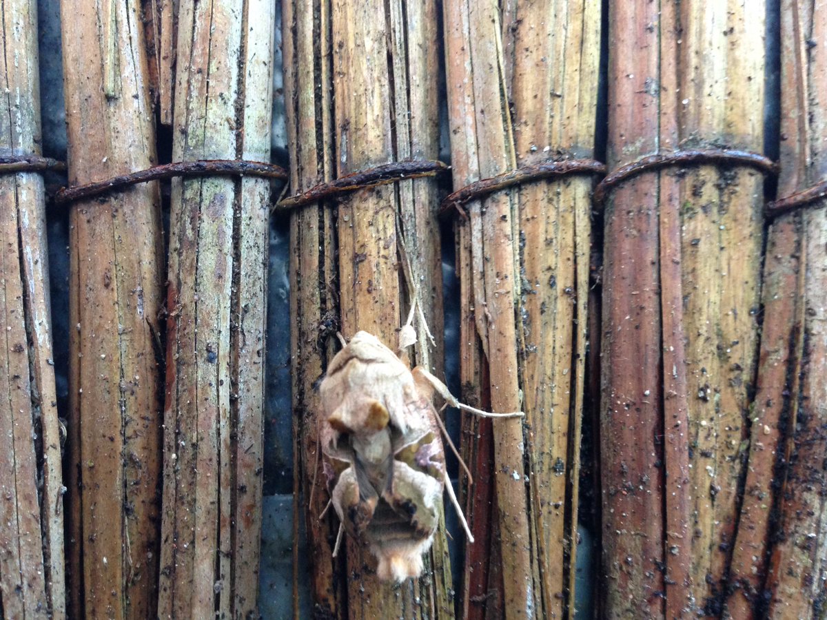 glenlolabio's tweet photo. New #easterbio. Anyone know what this is, crawling up a plant pot in my garden?... @bugboybaker @ChrisGPackham https://t.co/zBbyHHYKUT