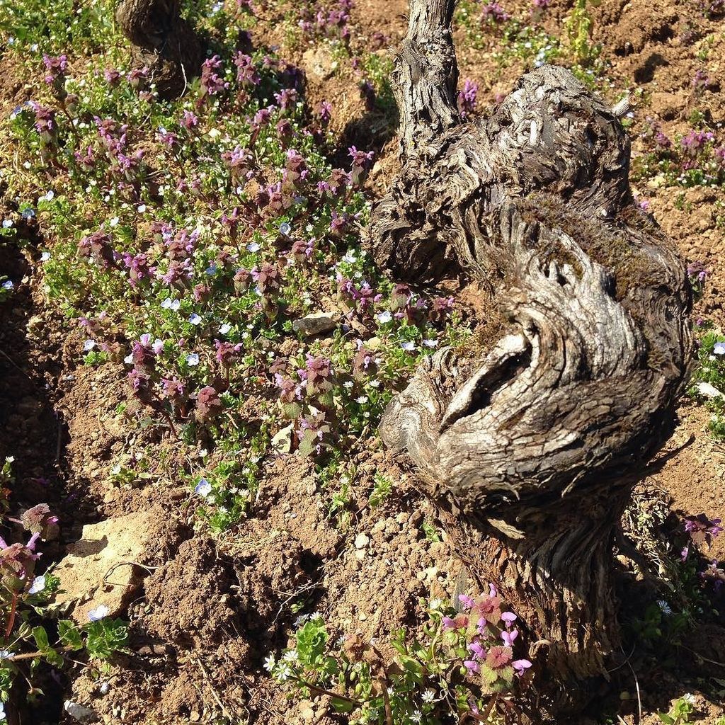 Le Chapitre à Chenôve. Vigne en AOC Bourgogne Le Chapitre, peut être bientot en AOC Marsannay 🍇🍇🍇 #vinsdebourgogne …