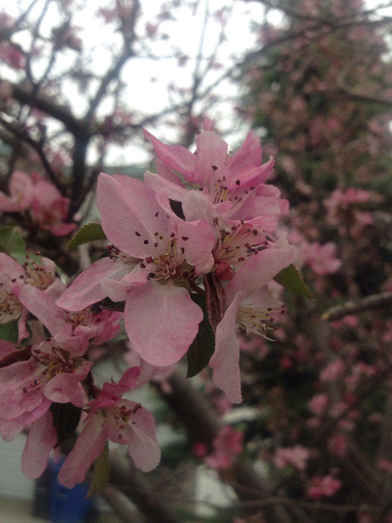 <a href="/BriePlantLady/">Brie Arthur</a> D's cherry fir-the-birds fruit #plantchat