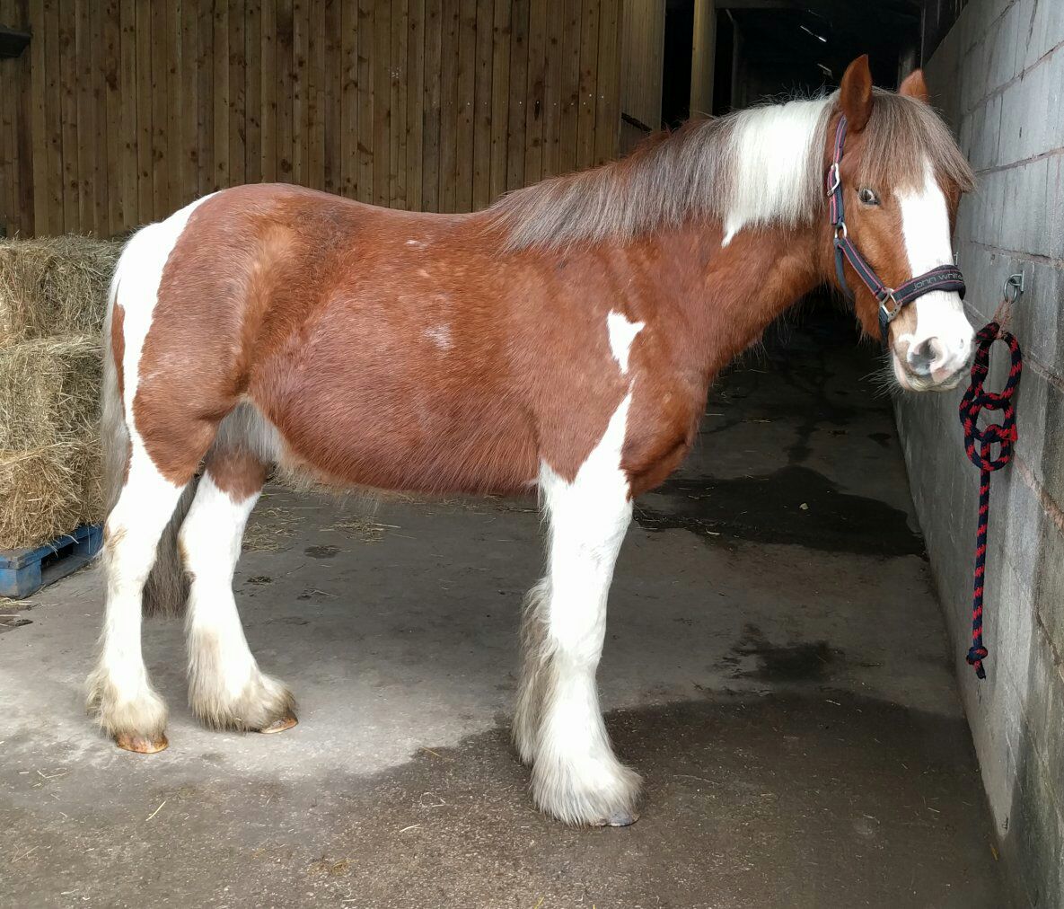 JoshuaSmith92's tweet photo. New project Charlie Boy #project #equine #equineproject https://t.co/ndi5kwNsyG