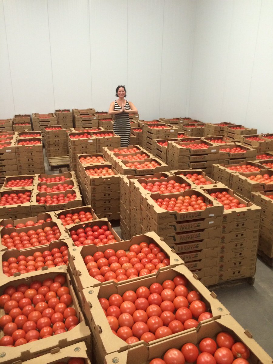Seed2Source's tweet image. Our fearless leader in a sea of organic tomatoes!