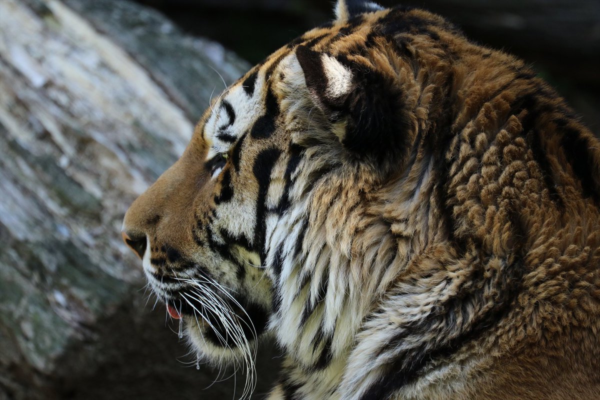浜松市動物園では 虎と竹の屏風絵さながらの組み合わせが見れて 一休さん 親和性高くてめちゃかっこいいので見て Togetter 浜松市動物園では 虎と竹の屏風絵さながらの組み合わせが見れて 一休さん 親和性高くてめちゃかっこいいので見て Togetter