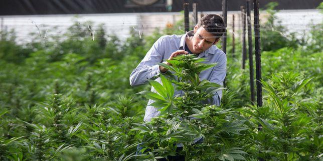 Israël ou la tentation du cannabis bit.ly/1RKbNAi