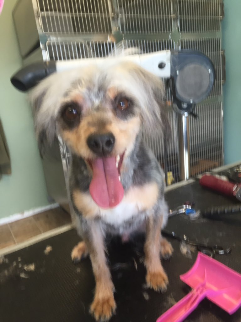 Chewy B. Acca the silliest dog there ever was. #doglovers #dogs #funnydogs #puppies