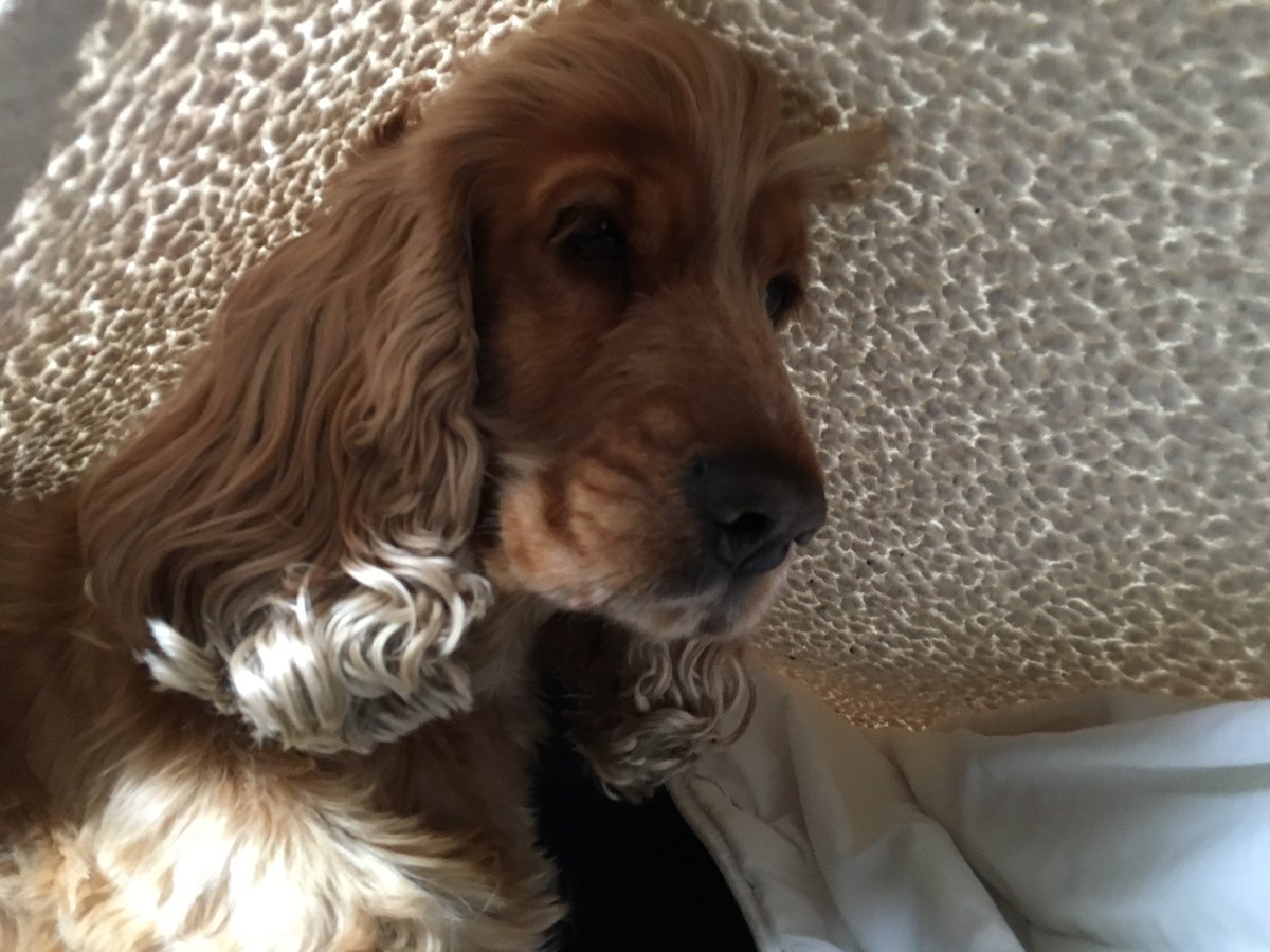 bellspops's tweet photo. Aving a kip under fleece throw - stinking of fox 💩 https://t.co/M3JvNvZaoJ