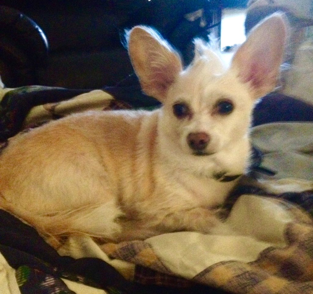 #Einstein. With his #Mohawk. One of two #chihuahuas. This is the one that bites. But only if he doesn't like you. 😈