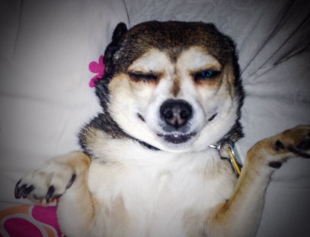And then there's Severus Tobias #Snape He is my love. My "medicine" #dog The absolute best #chihuahua there ever was