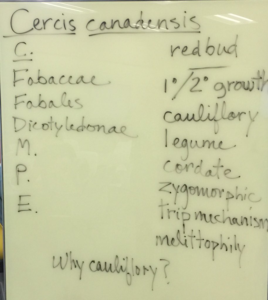 OrgOfTheDay's tweet image. #easternredbud