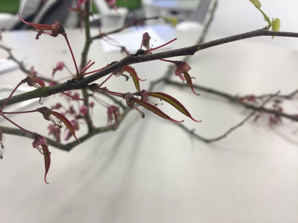 OrgOfTheDay's tweet image. #easternredbud