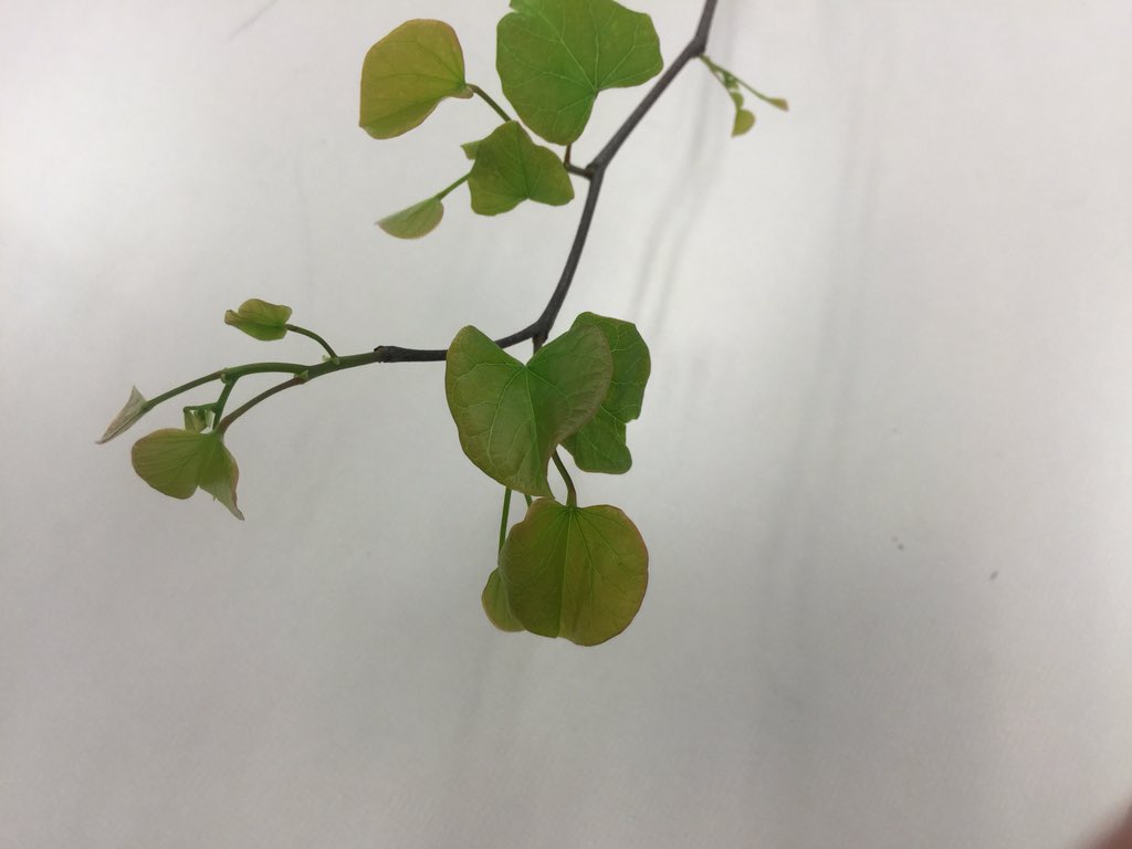 OrgOfTheDay's tweet image. #easternredbud