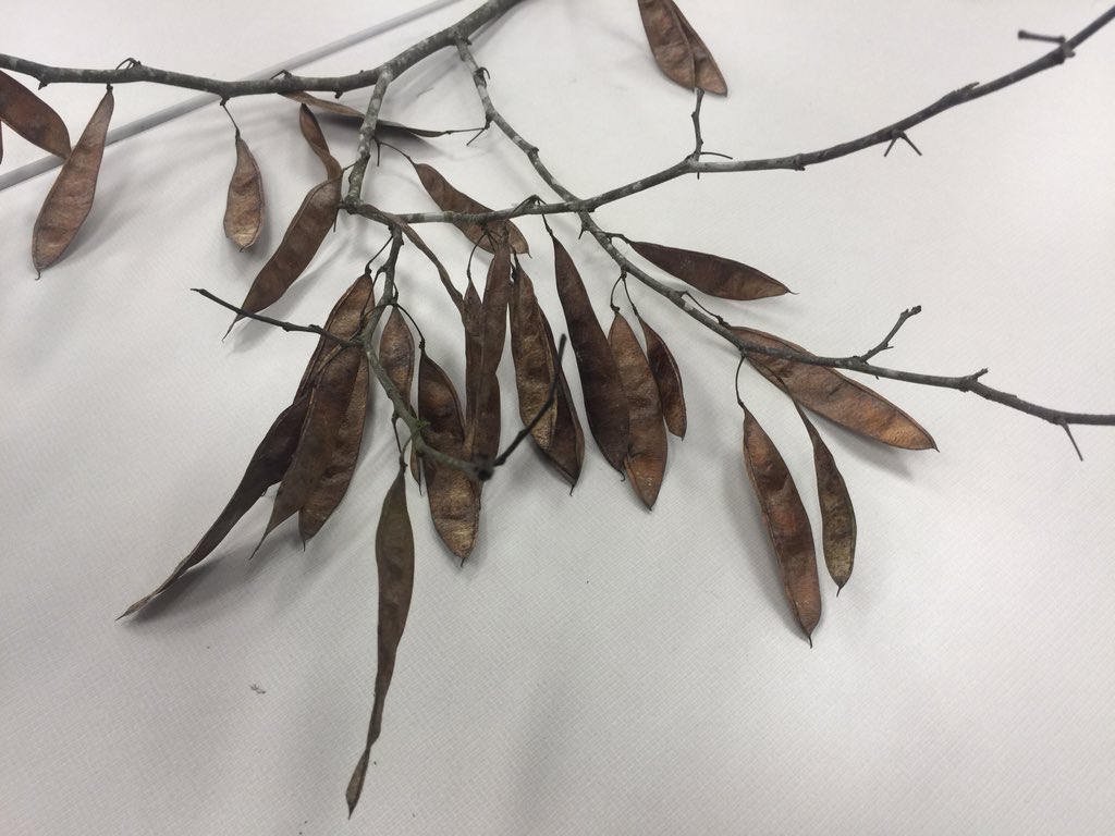 OrgOfTheDay's tweet image. #easternredbud