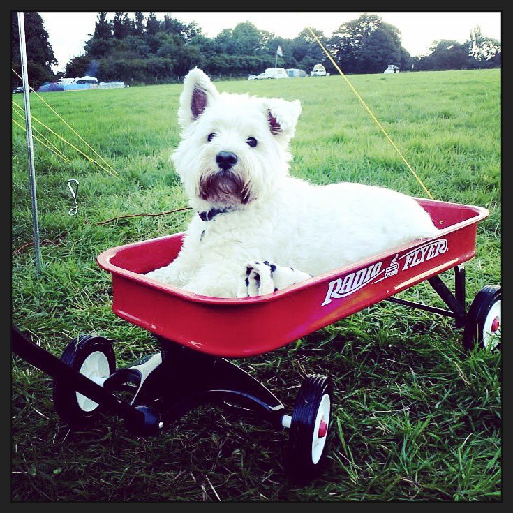 tonyjashworth's tweet photo. Looking forward to Summer and getting about in my truck #Wompy #radioflyer #westhighlandterrier #westie #westy https://t.co/hyhEWoPUcf