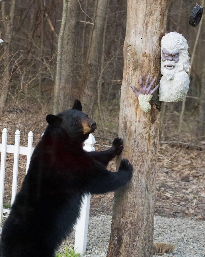 Bear meets Eastampton yeti. <a href="/PatBrough/">Pat Brough</a> is there to record the moment. masslive.com/news/index.ssf…  #westernma