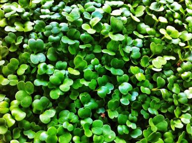 LocalsGrowSmart's tweet photo. It's #microgreenmonday so we're showing off our beautiful and nutritious micro arugula! https://t.co/Ok9Dyb5lHO