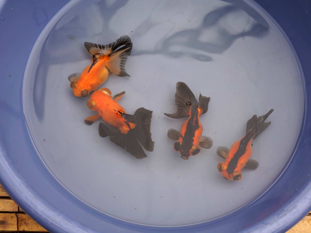 KoiPondExperts's tweet image. We have some excellent Chinese goldfish in stock once again! Check out the pics and videos. ow.ly/ZZTtO