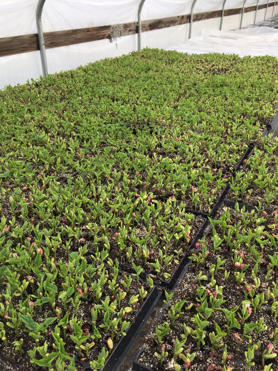 Pablo Munoz Farms (@munozfarms) on Twitter photo 