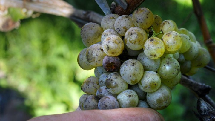 ControlStates's tweet photo. France loses out to Italy as world’s top #wine producer. Via @FRANCE24
https://t.co/l0qdHHlr6Z https://t.co/sWm1db5id5