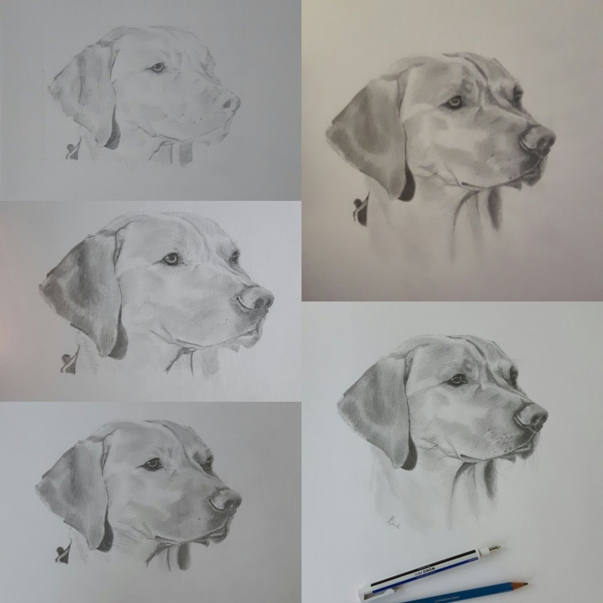 Progression picture of a commissioned piece I finished today. #annabelspetportraits #fineart #drawing #labrador #dog