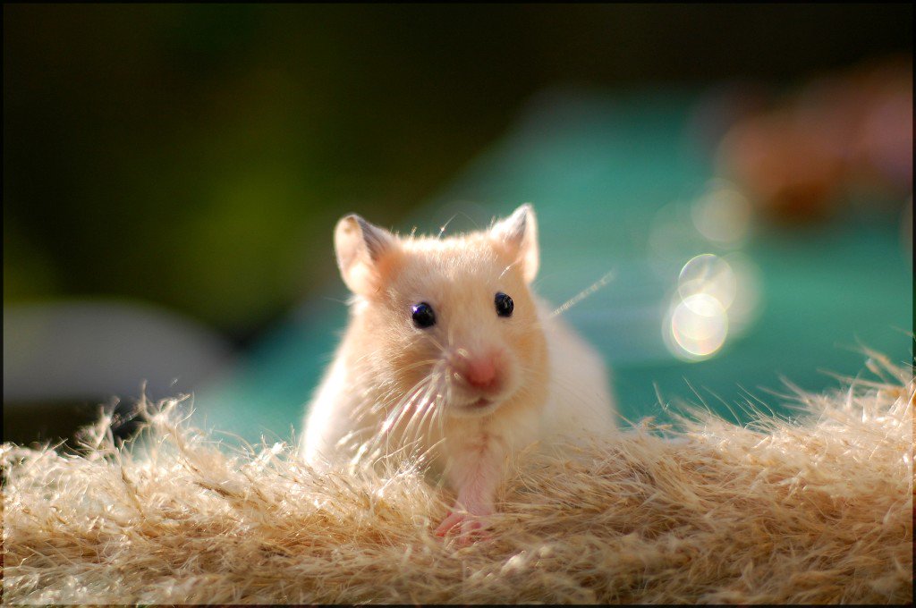 BioCosillas's tweet photo. Un #hamster doméstico es capaz de recordar su nombre y reaccionar cuando lo llaman por dicho nombre https://t.co/p2UmxRJdxD
