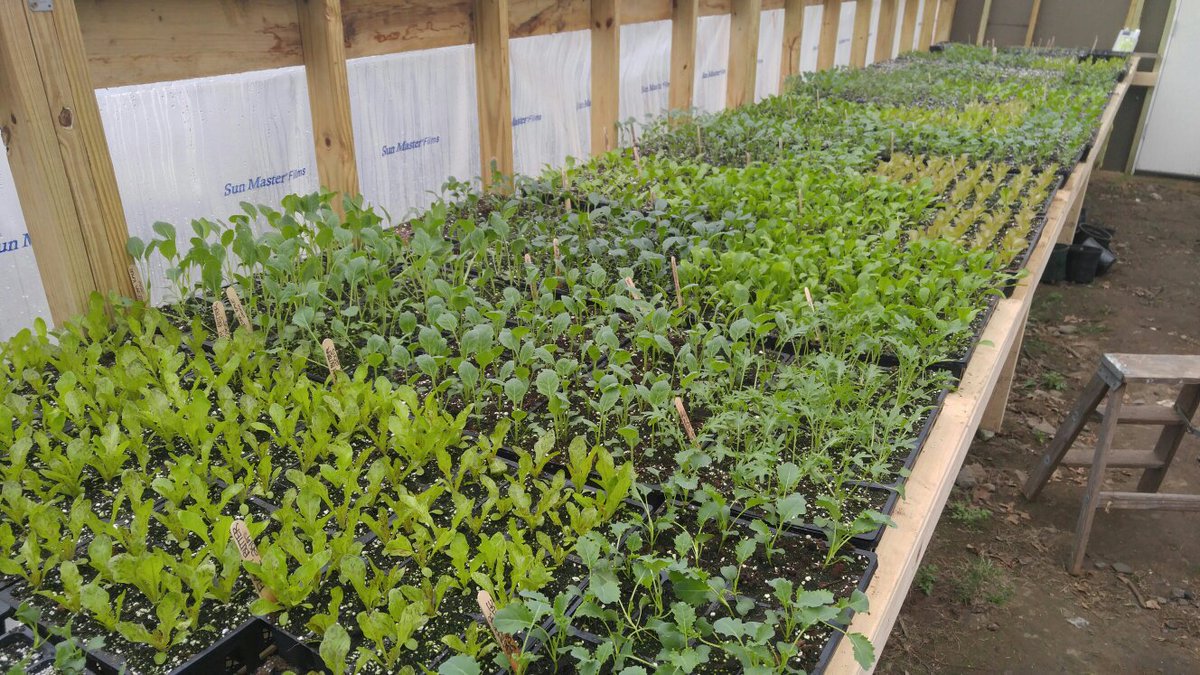 RhodeIslandRoot's tweet image. Spring 2016.  Look forward to seeing all fellow plant lovers this spring. Get at us if you need greens, herbs, etc.