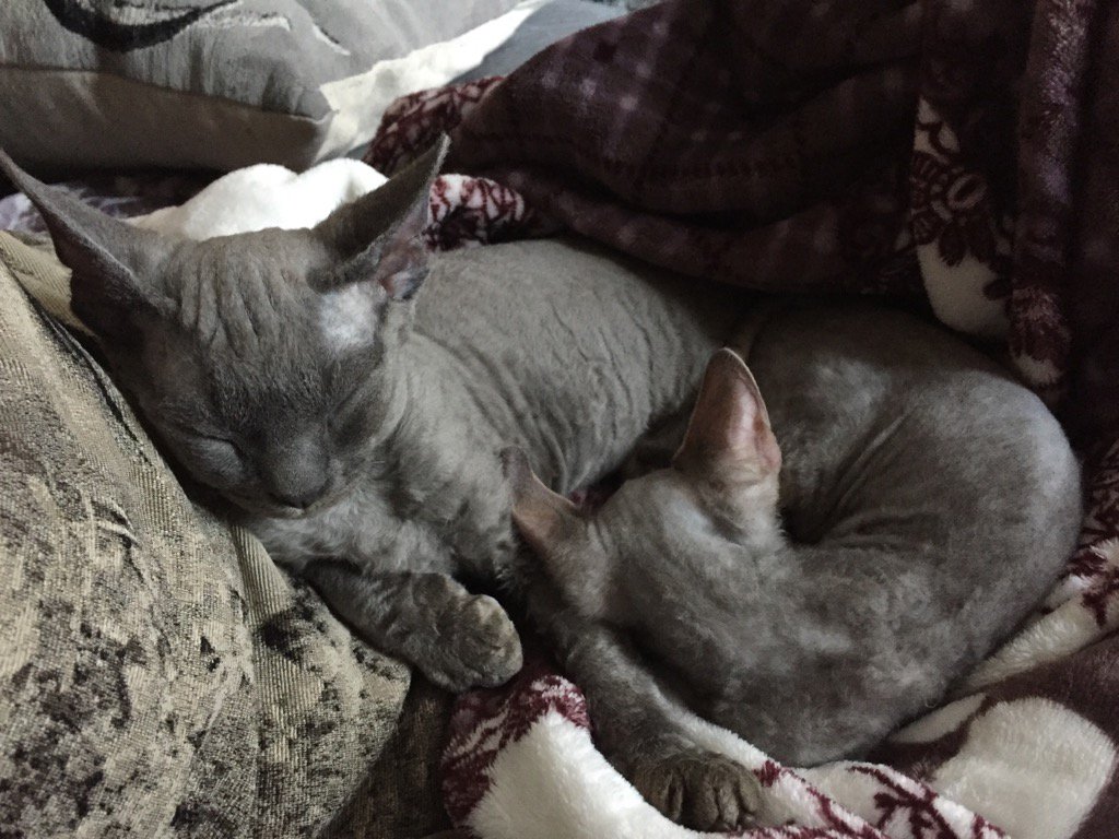 Hecate_Hellfire's tweet photo. #devonrex #sleepykitties #kitten #cute #samuel #dextherex https://t.co/DYIF0HhuGF