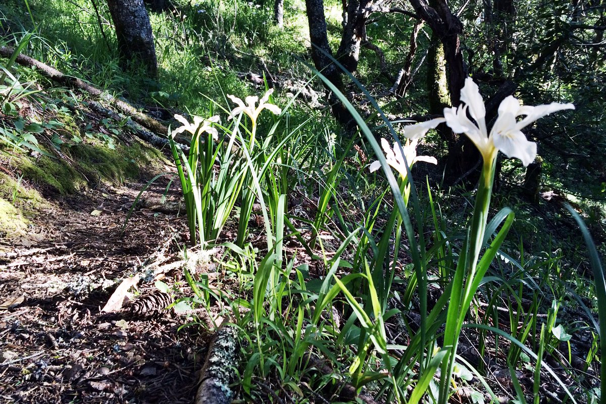 Already a fab start to the week w/ this find. Perfect patch of Douglas Iris. #MondayMotivation  #Wildflowers