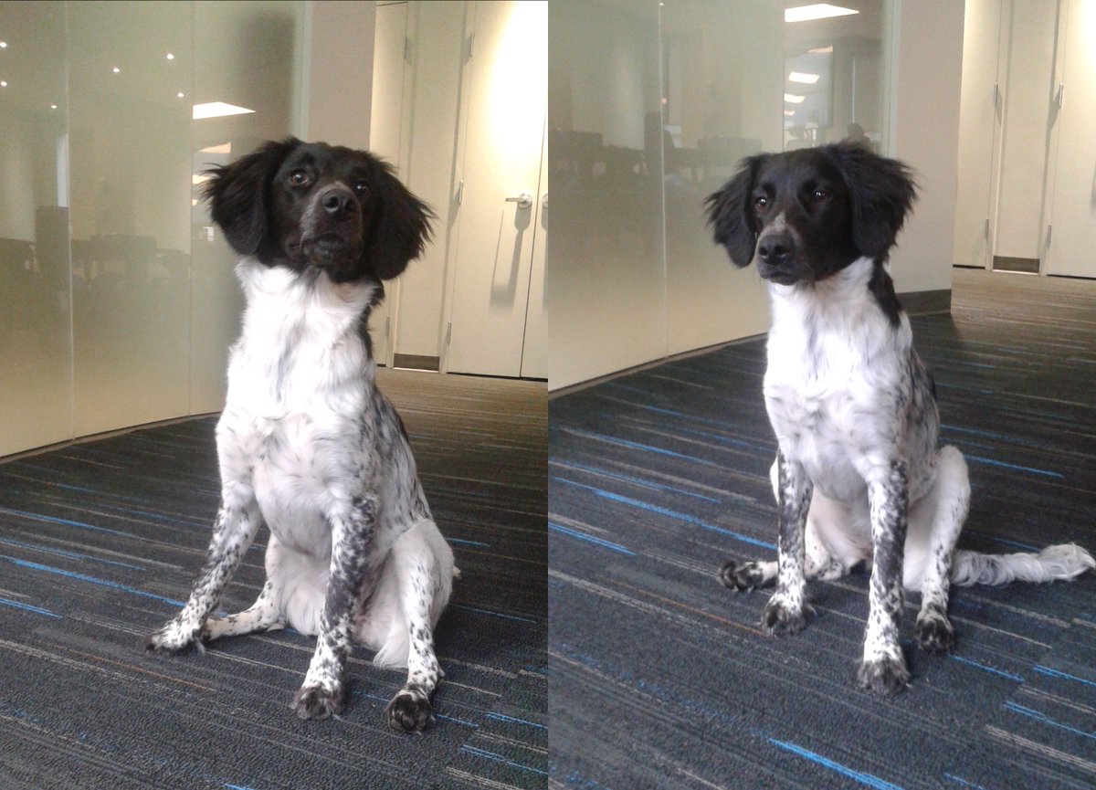 Deltek4Agencies's tweet photo. Newest #ConceptShare #familymember - 6.5-month-old "Scout". Isn't she lovely!!! #weloveourofficedogs https://t.co/AQkDjY1Rm8