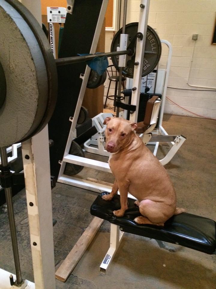ProFormula_'s tweet image. Champion is our gym dog. He&apos;s getting another set in. No big deal.