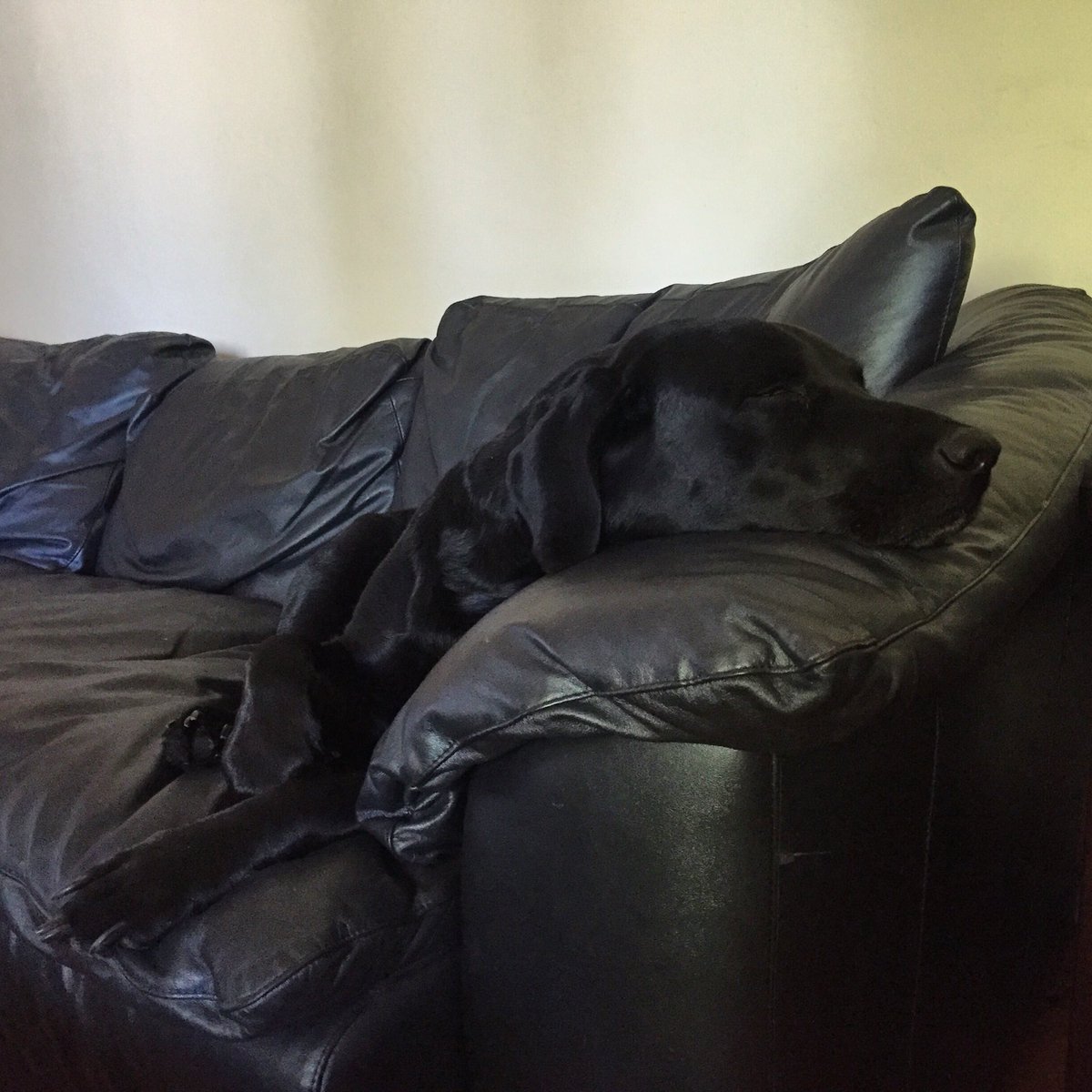dogs_dig's tweet photo. #FridaBandita is not ready for Monday. #DogsDig #DailyDog #DogOfTheDay #BlackLab #DogsOfTwitter https://t.co/YbGxK7wv2r