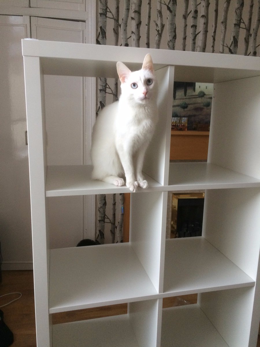 LittleDaisyDo's tweet photo. IKEA! I HALP! https://t.co/wbv0HfP1Ud
