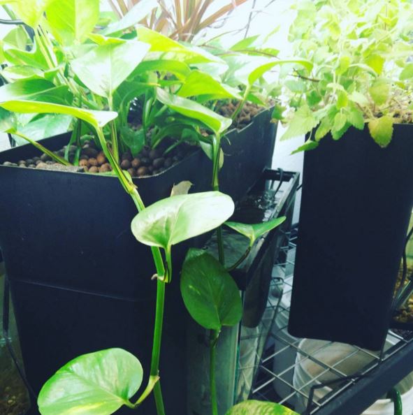 AquaSprouts's tweet image. The ornamentals in the lab are taking over! #SpringPruning
