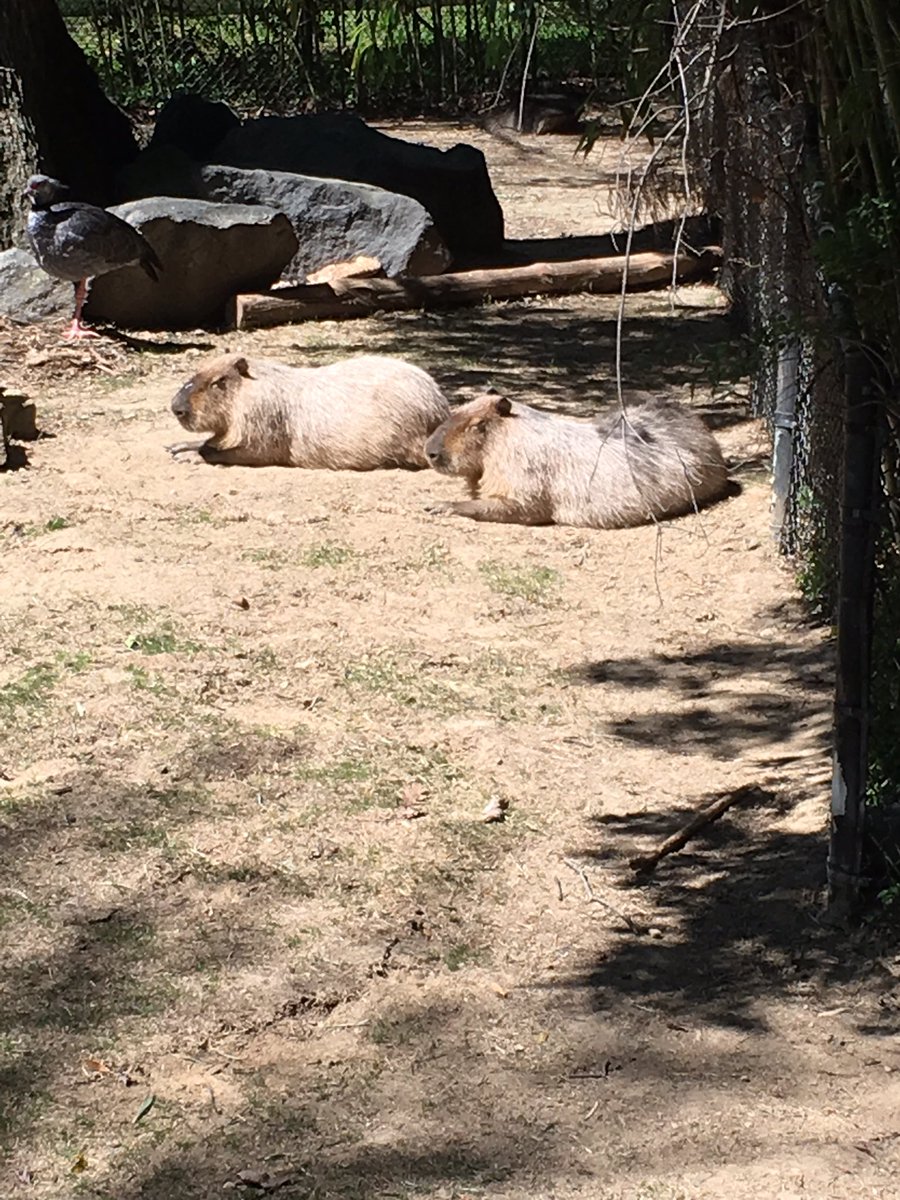 GreerKid's tweet photo. Apparently this is a capybara. I did not know that until my 6 yr old told me. #bigrodent #wildkrats https://t.co/LQxikPIP6r