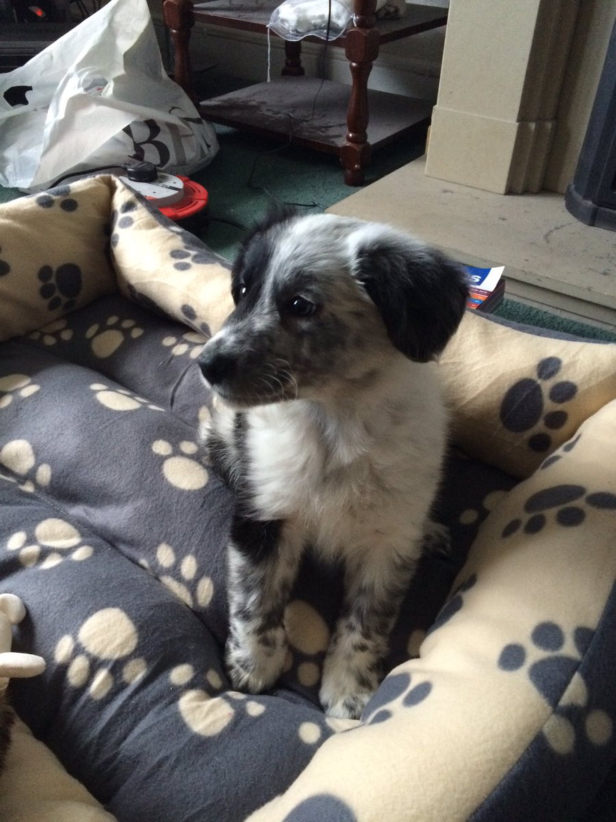 gregsonstephen's tweet photo. New member of the family :) https://t.co/8cQrAYJek3