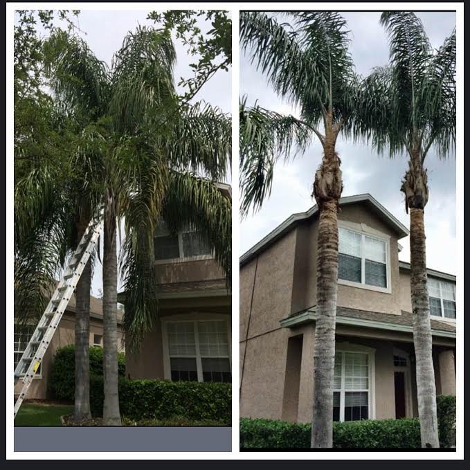landscapegems's tweet photo. Awesome before &amp; after on palm trees done by our amazing crew! #Landscape #Florida https://t.co/UqtNWLwcy9
