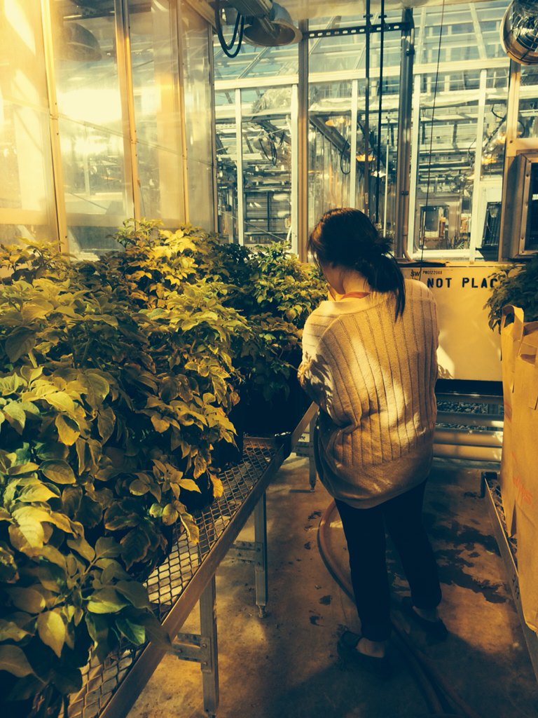 Diane harvesting potato plants to determine how microbes impact disease suppression. #LankauLab