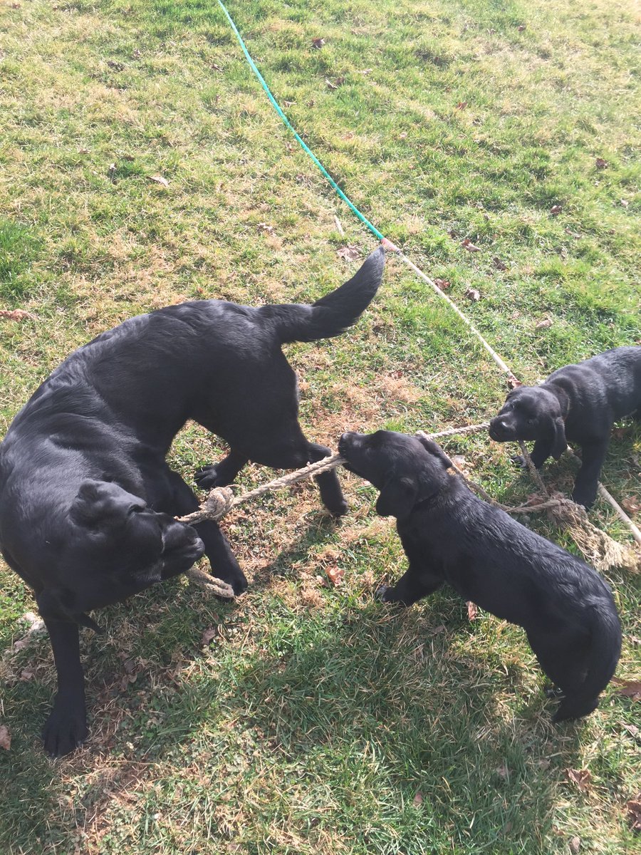 HBFKennel's tweet photo. Family play time! https://t.co/nKlZ8KiFGh