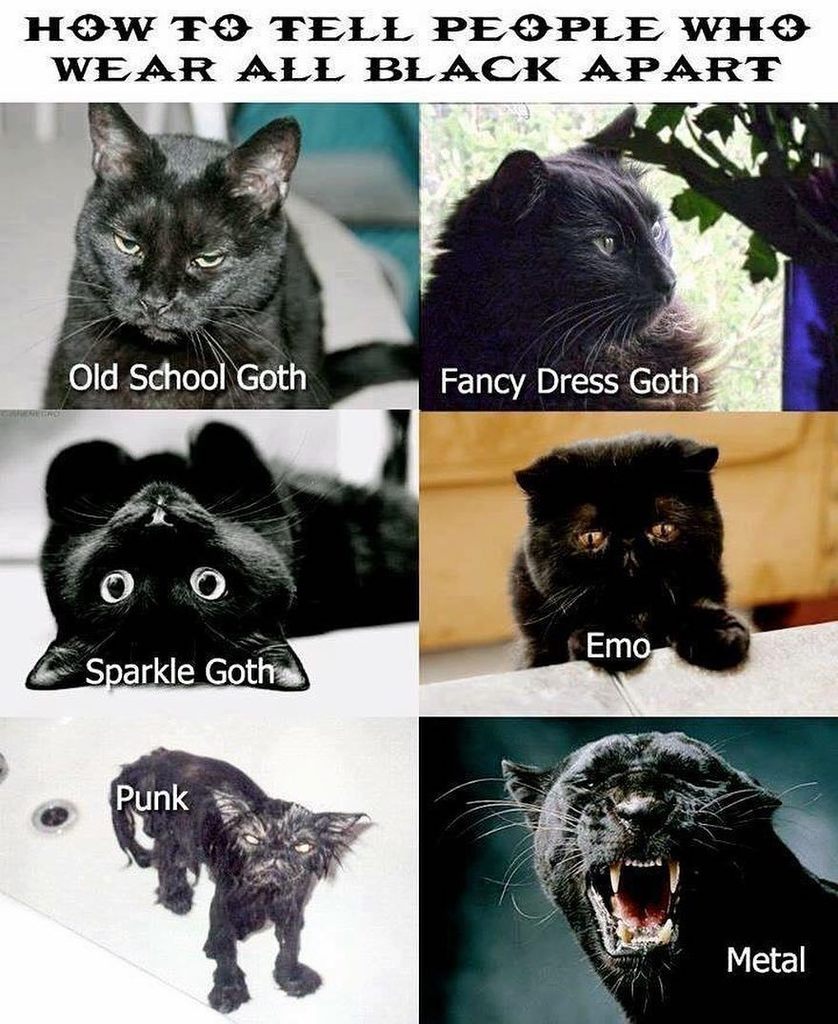 black metal cat meme