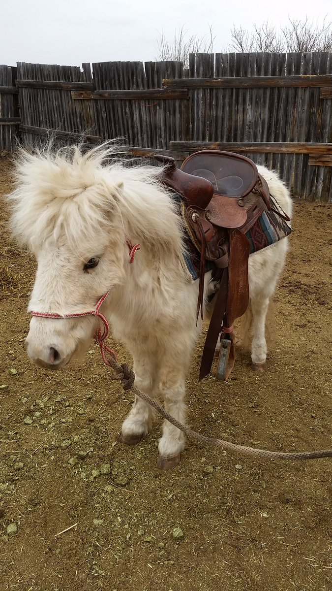 RidgeRescue's tweet photo. 1st saddling session for this 5yr old # pony
He did great for 1st ride. Available to #adopt https://t.co/43qB0n4NkT