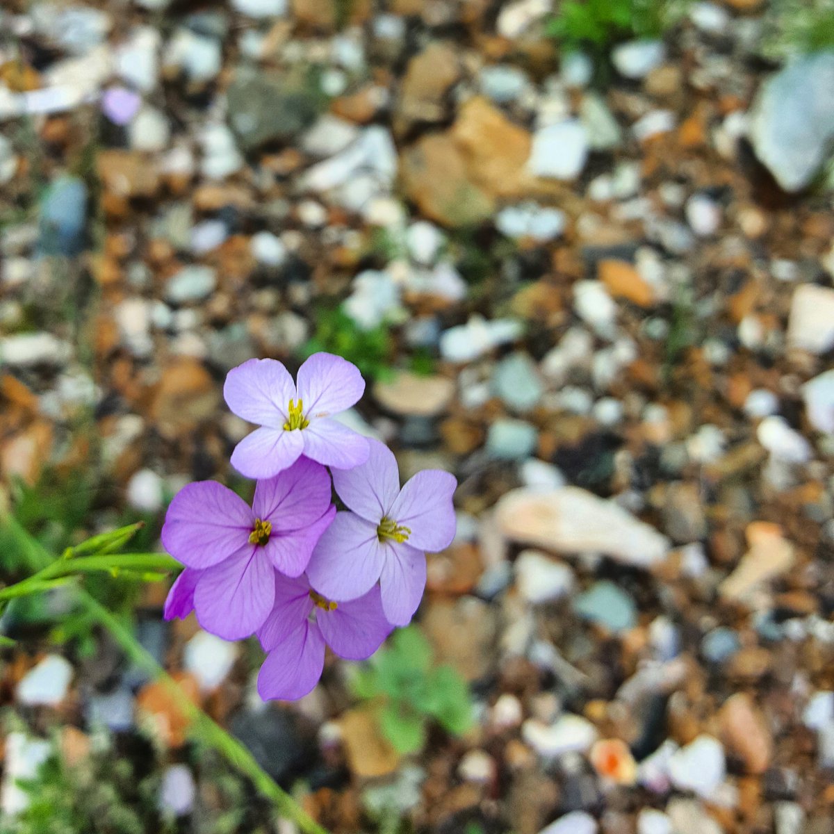 ObaidRashed4's tweet image. تحب شخص ولا يعيرك إهتماما ويحبك شخص آخر وتغرقه تجاهلا.  (معكوسية الحياة ) ع