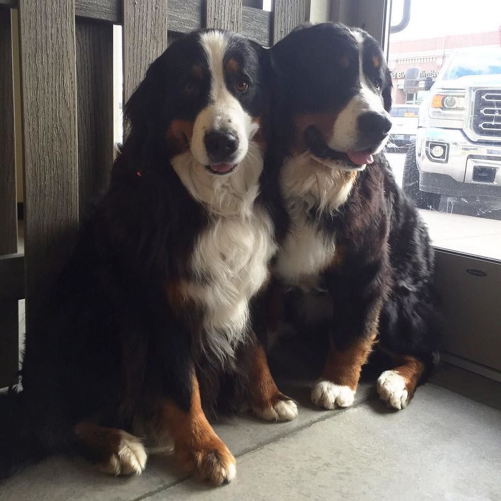 Dee_O_Gee's tweet photo. As if one #bernesemountaindog wasn't enough cuteness, we had two ๐ถ๐ถ #dogsofbozeman #bernerlove #deeogee https://t.co/JJTwWzSsoo