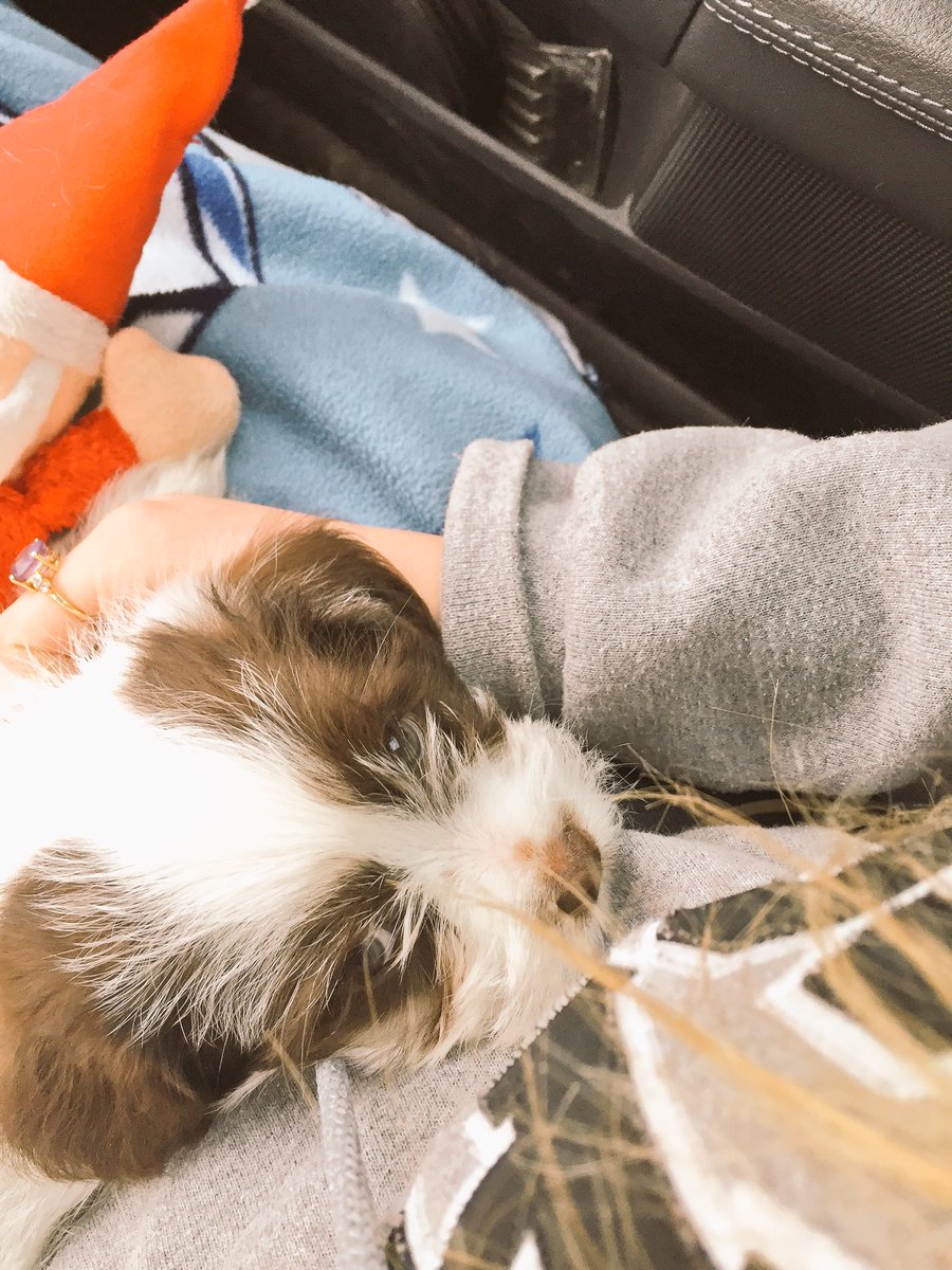 LEIASPOLJARICH's tweet photo. twitter, meet Sullivan🐶💙 https://t.co/0A4odCNfvA