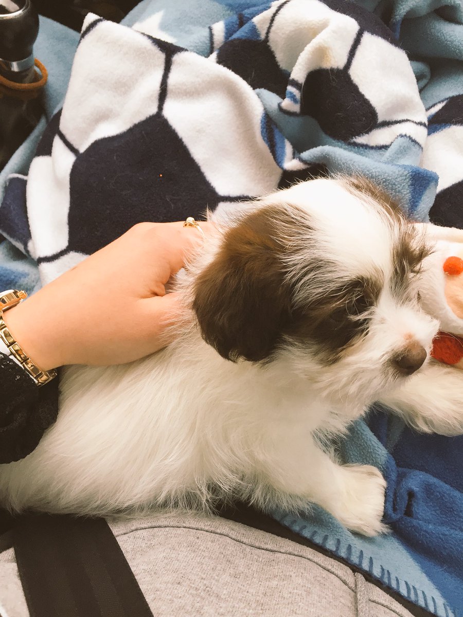 LEIASPOLJARICH's tweet photo. twitter, meet Sullivan🐶💙 https://t.co/0A4odCNfvA