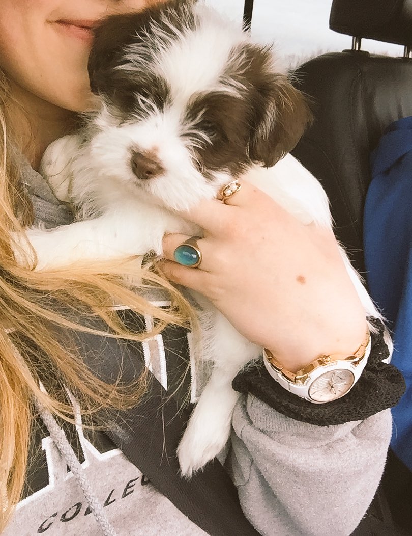 LEIASPOLJARICH's tweet photo. twitter, meet Sullivan🐶💙 https://t.co/0A4odCNfvA